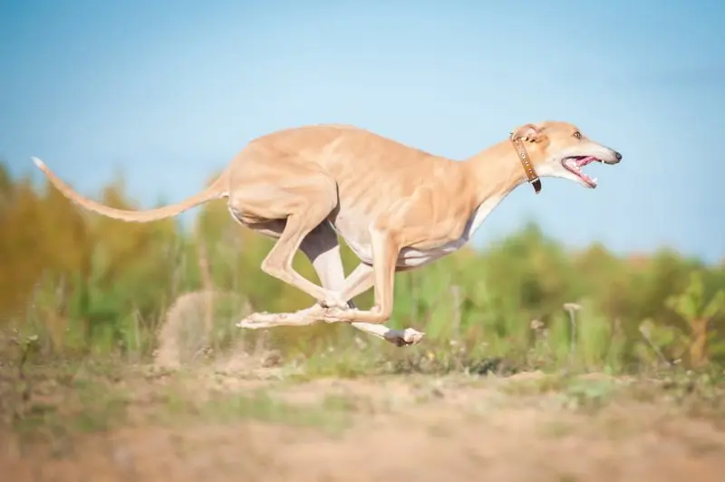 Đặc điểm của chó Greyhound 1