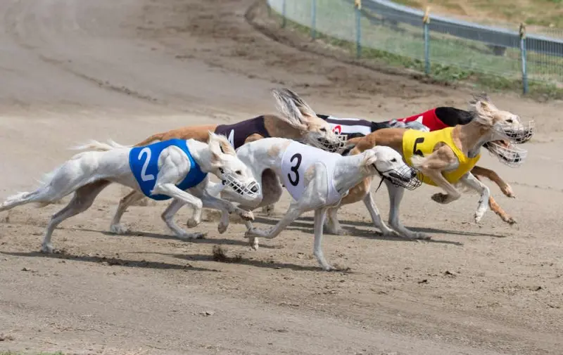 Nguồn gốc của chó Greyhound