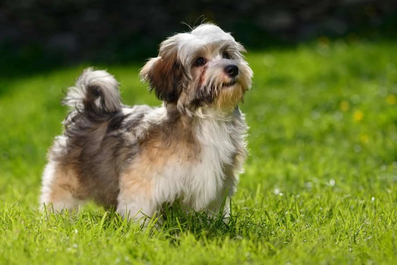 Nguồn gốc của chó Havanese