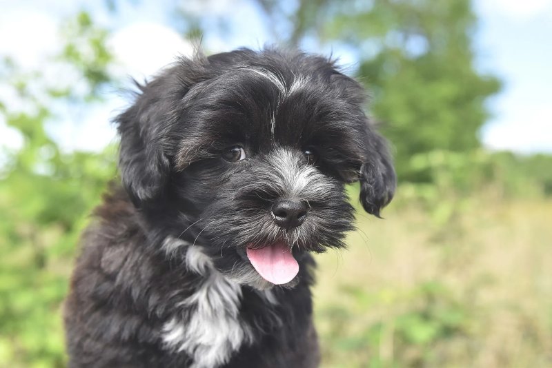 Cách chăm sóc chó Havanese 2