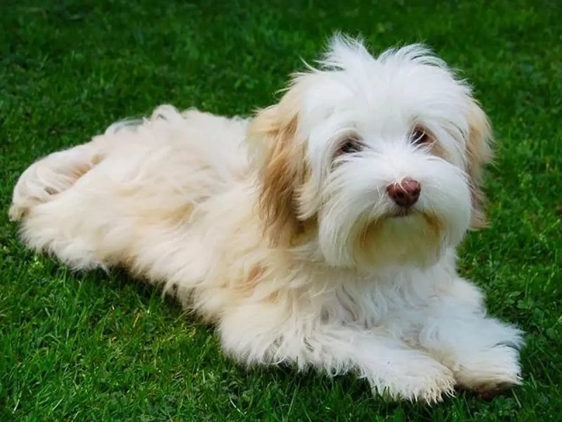 Giá bán chó Havanese