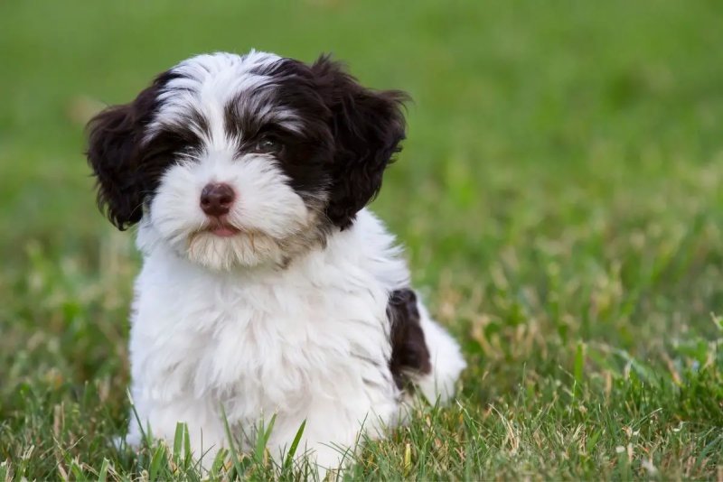 Hình ảnh chó Havanese dễ thương 4