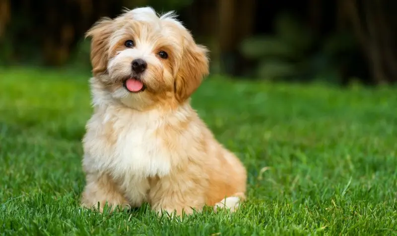 Hình ảnh chó Havanese dễ thương 5