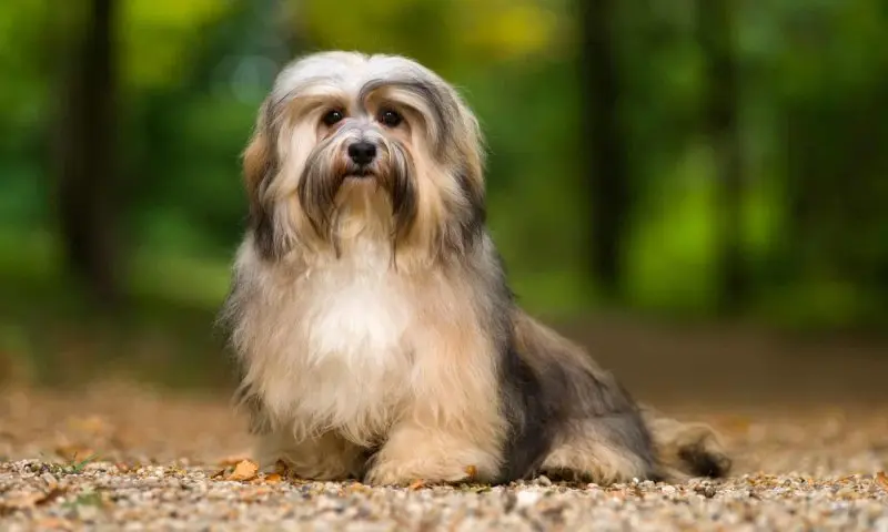 Hình ảnh chó Havanese dễ thương 6