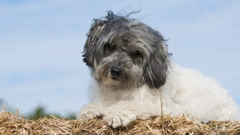 Hình ảnh chó Havanese dễ thương 8