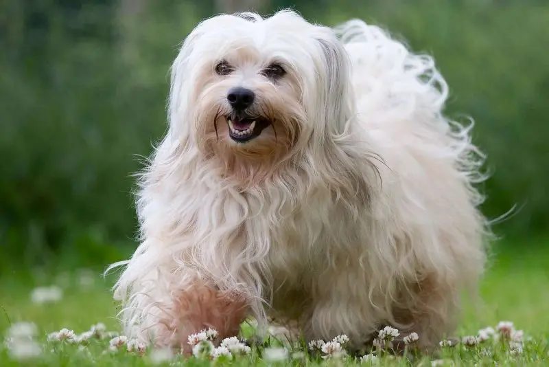 Hình ảnh chó Havanese dễ thương 9