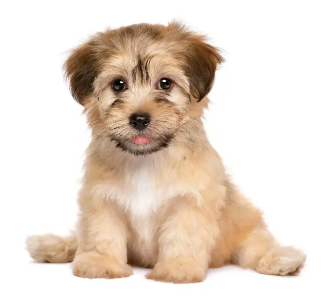 Hình ảnh chó Havanese dễ thương 10