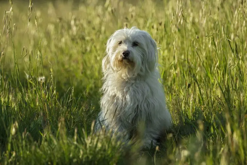 Hình ảnh chó Havanese dễ thương 11