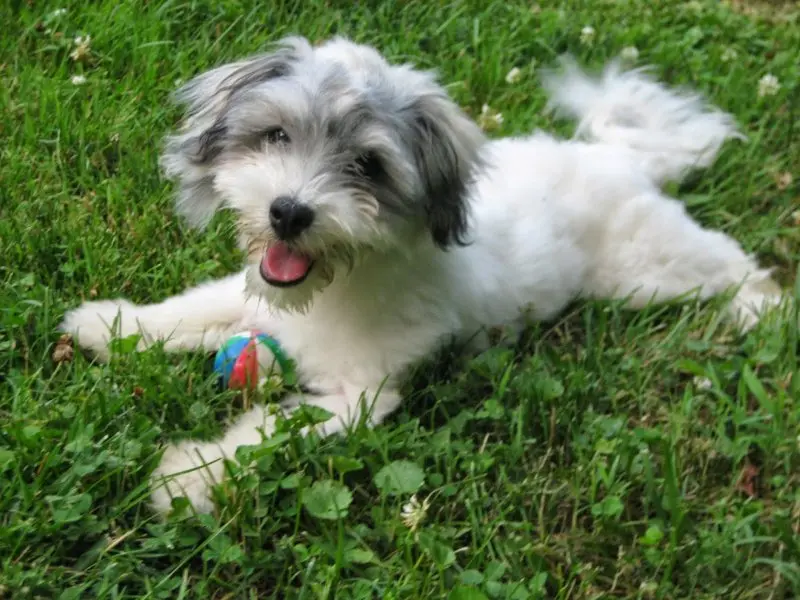 Hình ảnh chó Havanese dễ thương 12