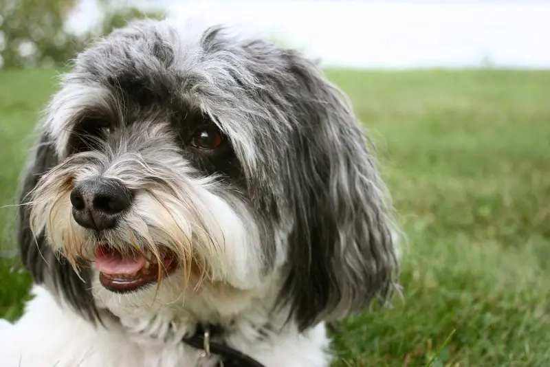 Hình ảnh chó Havanese dễ thương 15