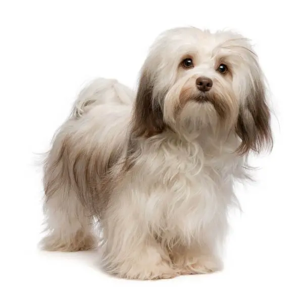 Hình ảnh chó Havanese dễ thương 16