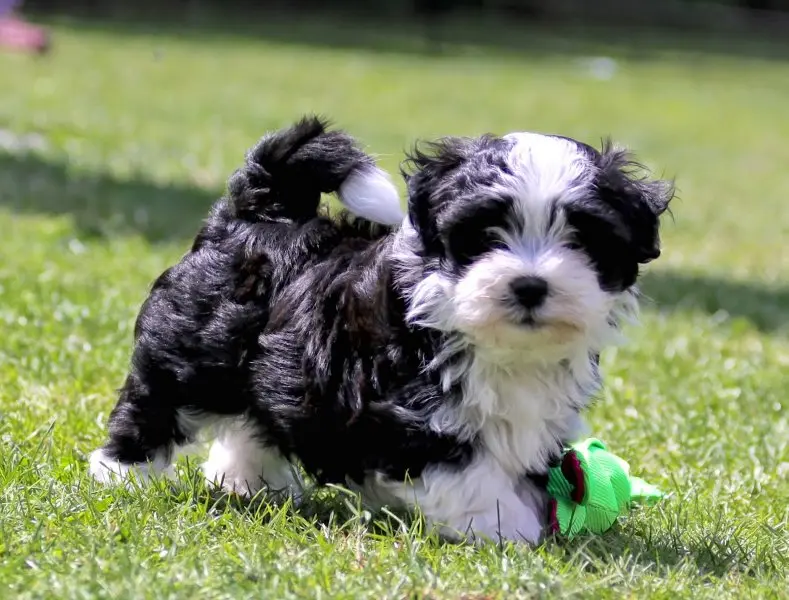 Hình ảnh chó Havanese dễ thương 17