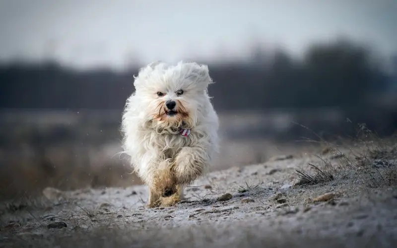 Hình ảnh chó Havanese dễ thương 18