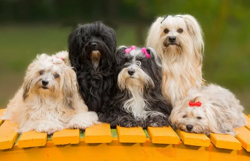 Hình ảnh chó Havanese dễ thương 20