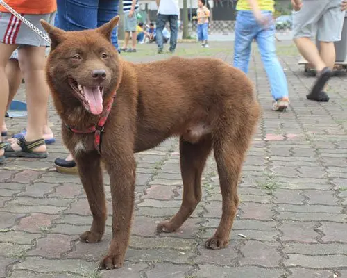 Chó H’Mông cộc đuôi giá bao nhiêu?