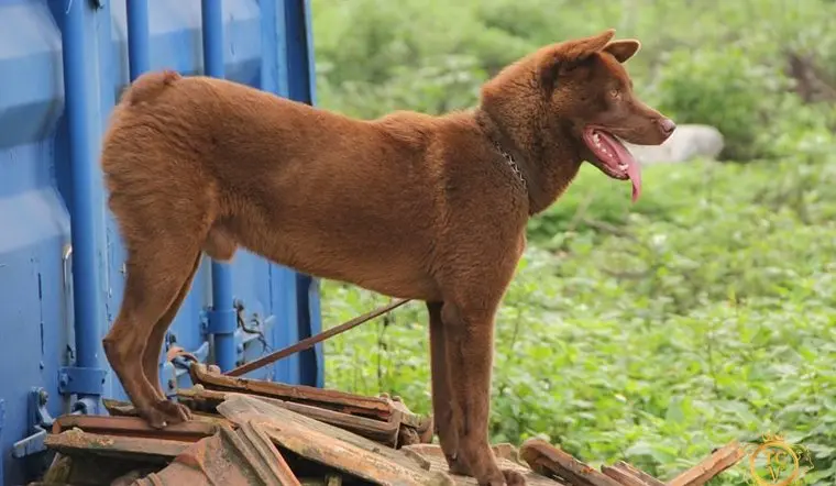 Cách chăm sóc chó H’Mông cộc đuôi 2