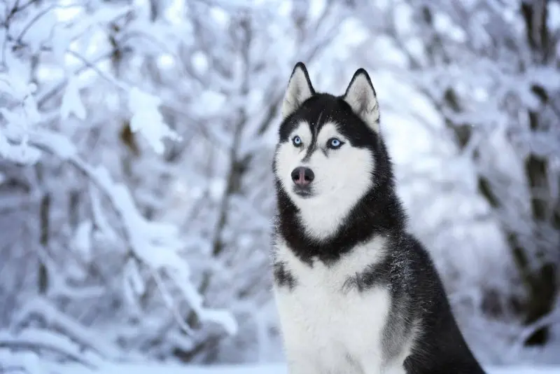 Chó Husky giá bao nhiêu? 1