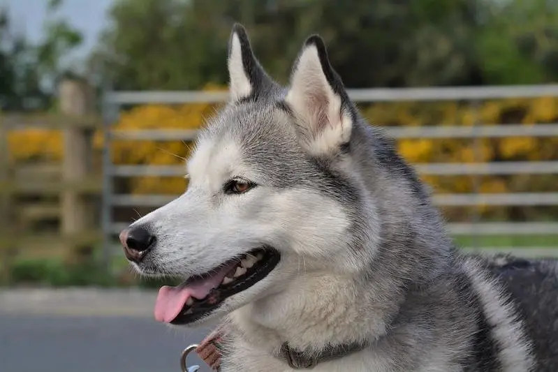 Các màu lông phổ biến của chó Husky 2