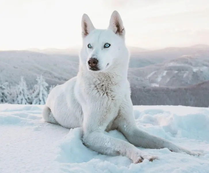 Các màu lông phổ biến của chó Husky 3