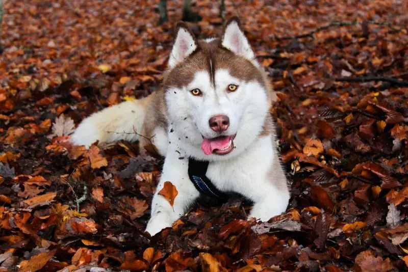 Vì sao chó Husky được gọi là ngáo?