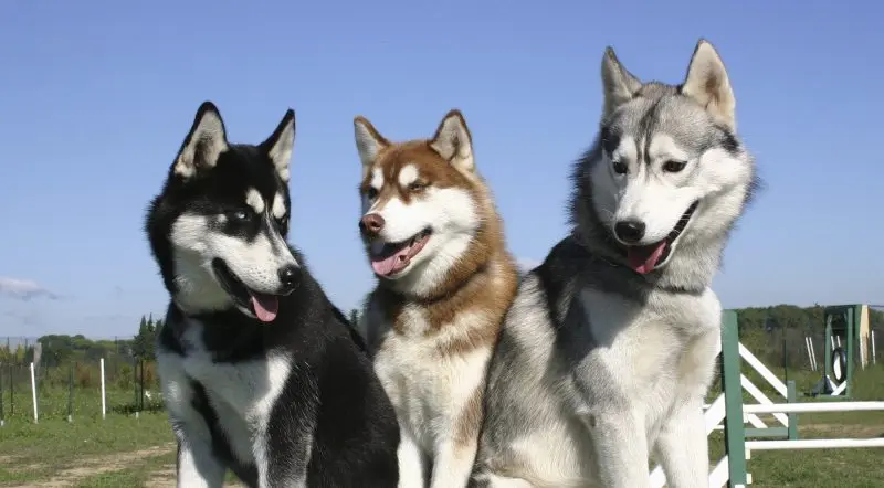 Cách chăm sóc chó Husky 1