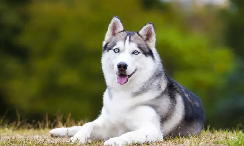 Đặc điểm của chó Husky