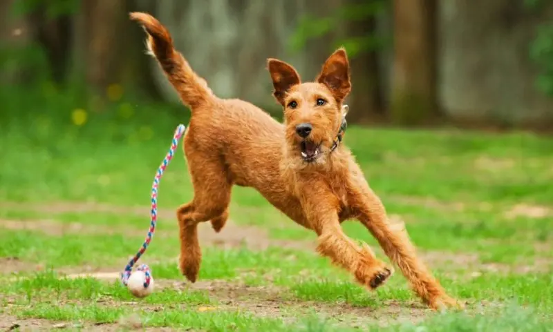 Hình ảnh chó Irish Terrier 21