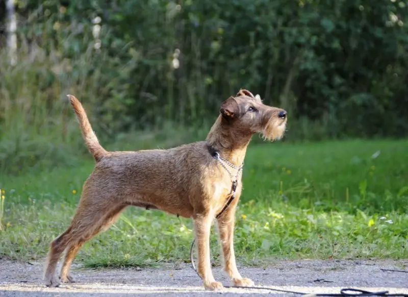 Hình ảnh chó Irish Terrier 19