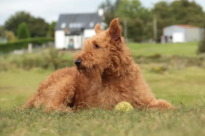 Hình ảnh chó Irish Terrier 18