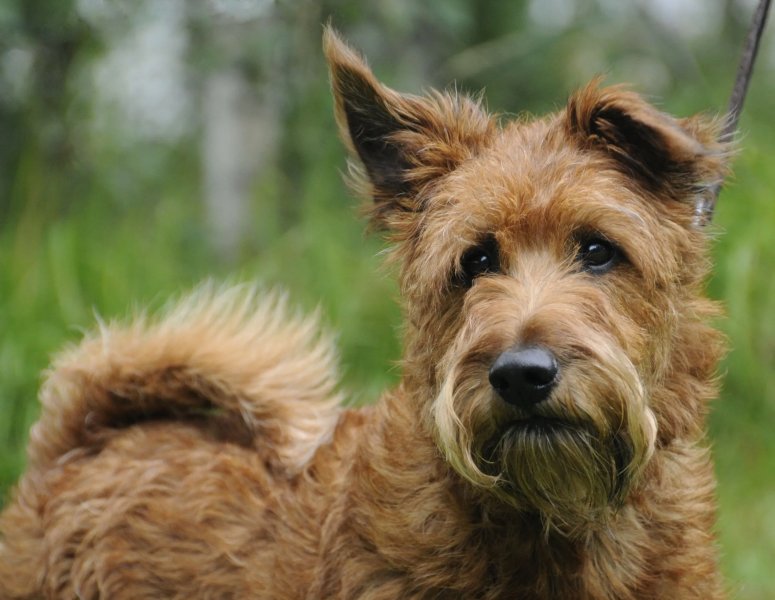 Hình ảnh chó Irish Terrier 17