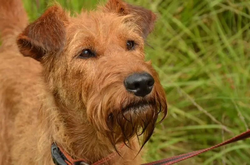 Hình ảnh chó Irish Terrier 16