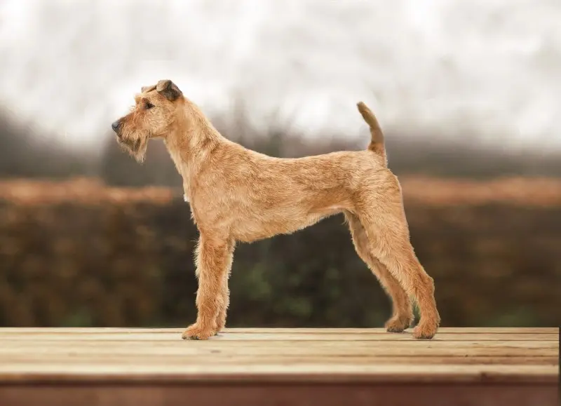 Hình ảnh chó Irish Terrier 14