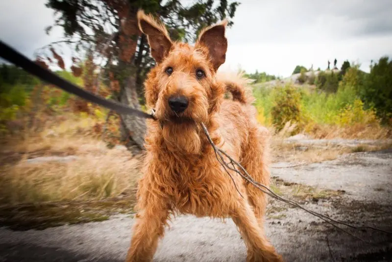 Hình ảnh chó Irish Terrier 13