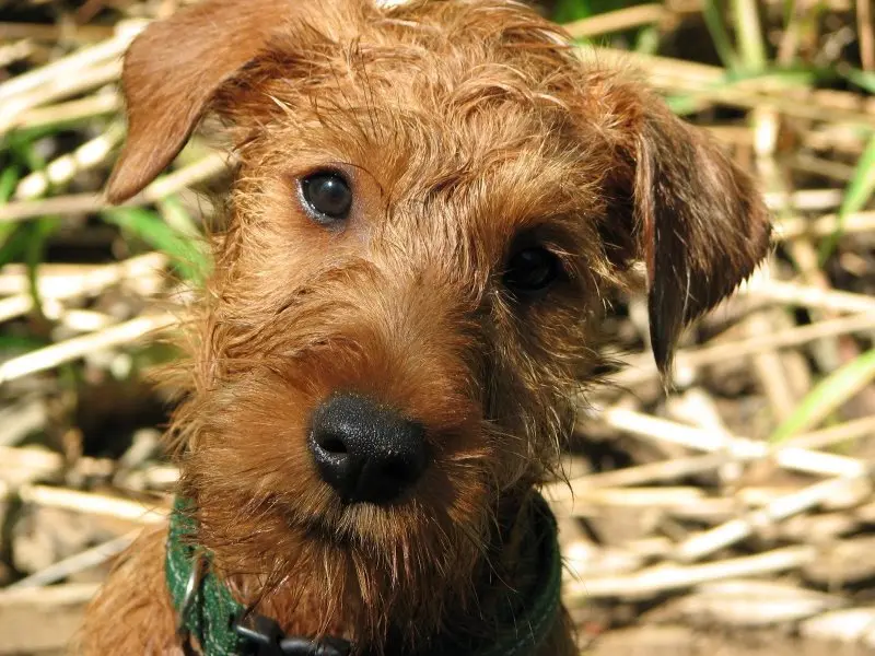 Hình ảnh chó Irish Terrier 12