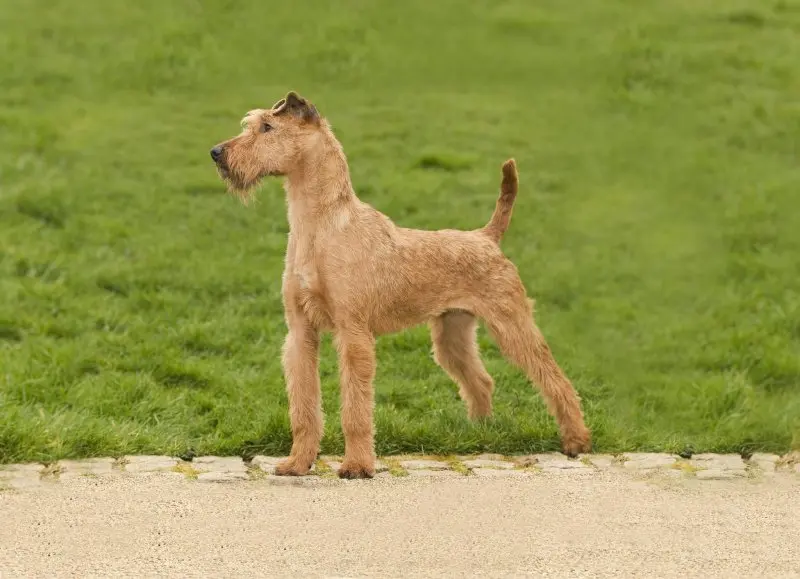 Hình ảnh chó Irish Terrier 11