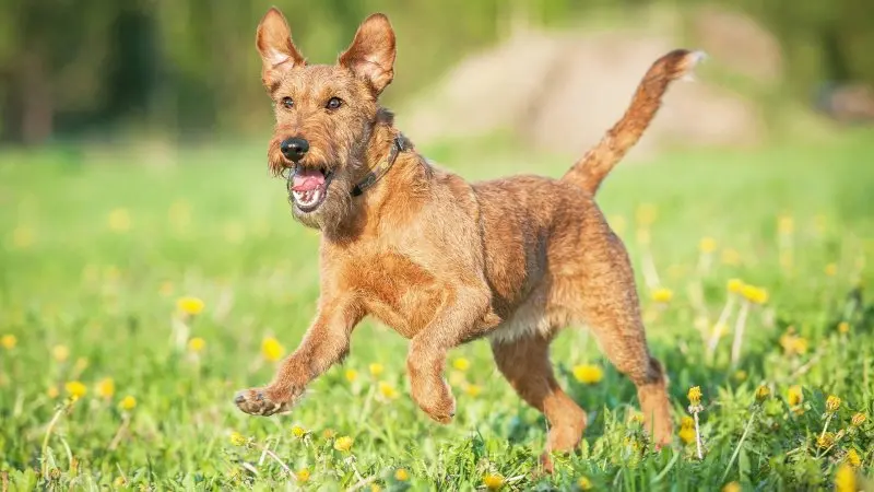 Hình ảnh chó Irish Terrier 10