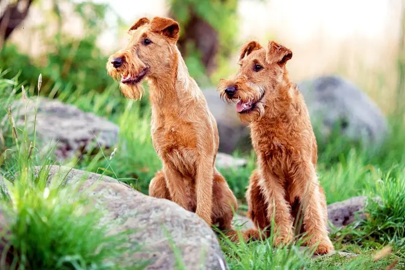 Hình ảnh chó Irish Terrier 9