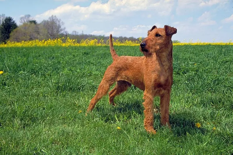 Hình ảnh chó Irish Terrier 8