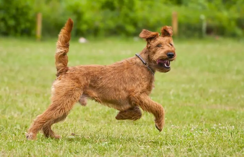 Hình ảnh chó Irish Terrier 7