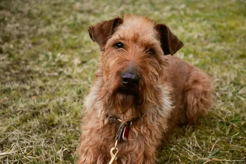 Hình ảnh chó Irish Terrier 6