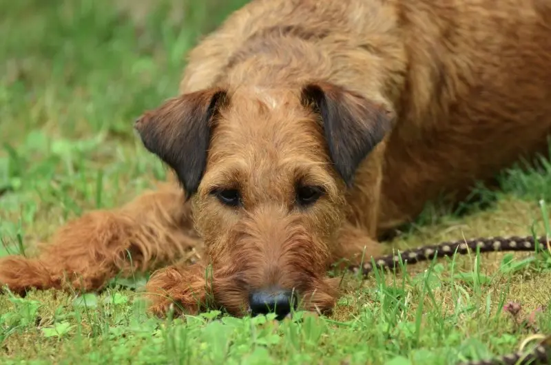 Hình ảnh chó Irish Terrier 5