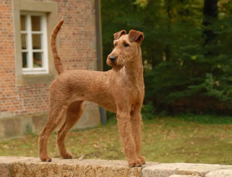 Hình ảnh chó Irish Terrier 4