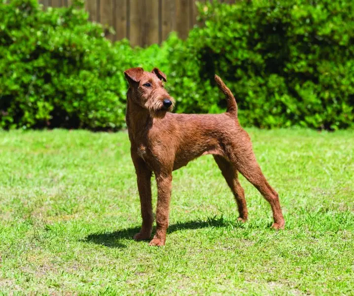 Hình ảnh chó Irish Terrier 3