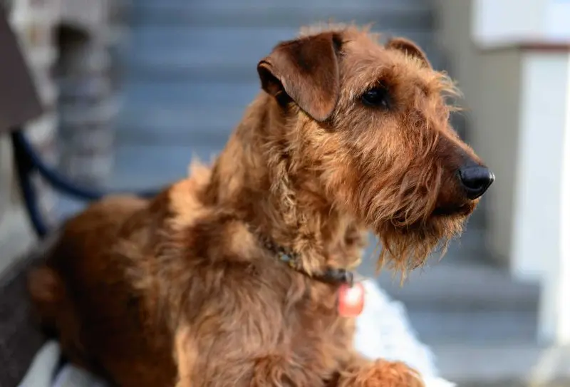 Hình ảnh chó Irish Terrier 1