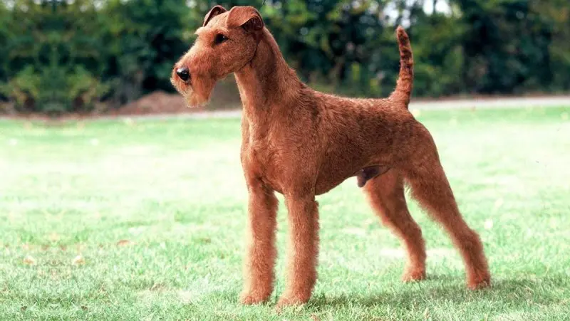 Giá bán chó Irish Terrier