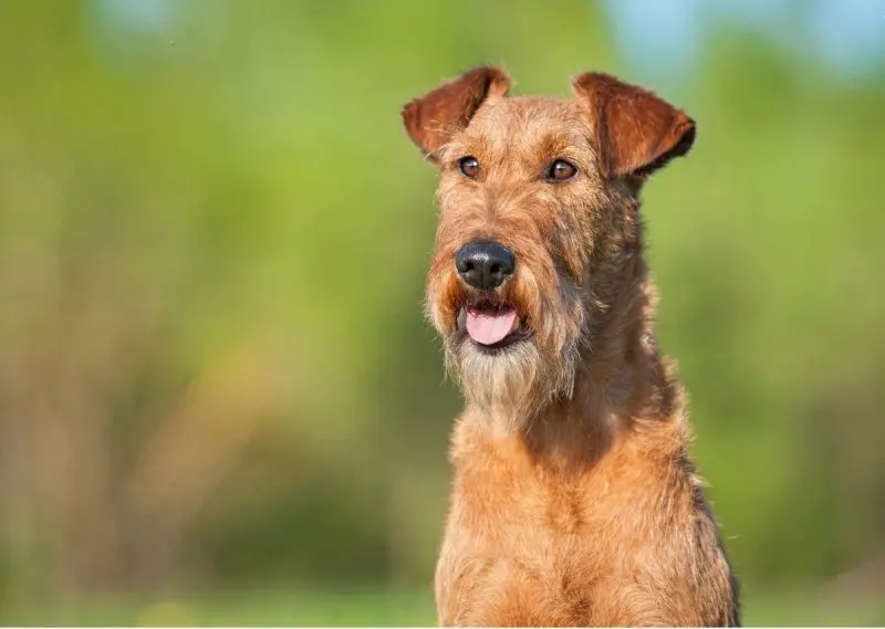 Tuổi thọ và sức khỏe của chó Irish Terrier