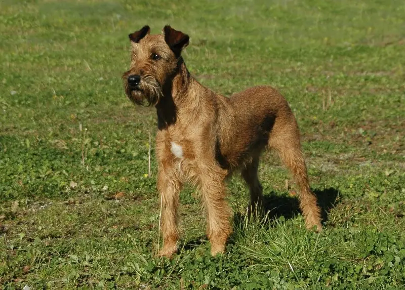 Cách chăm sóc chó Irish Terrier 3