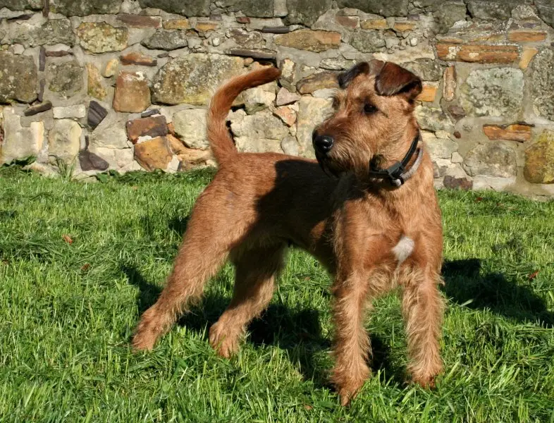 Cách chăm sóc chó Irish Terrier 2