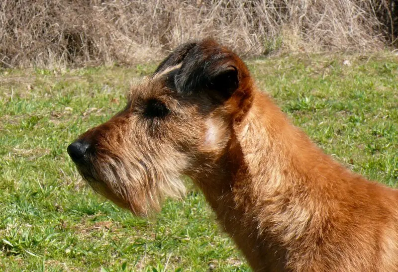 Cách chăm sóc chó Irish Terrier 1