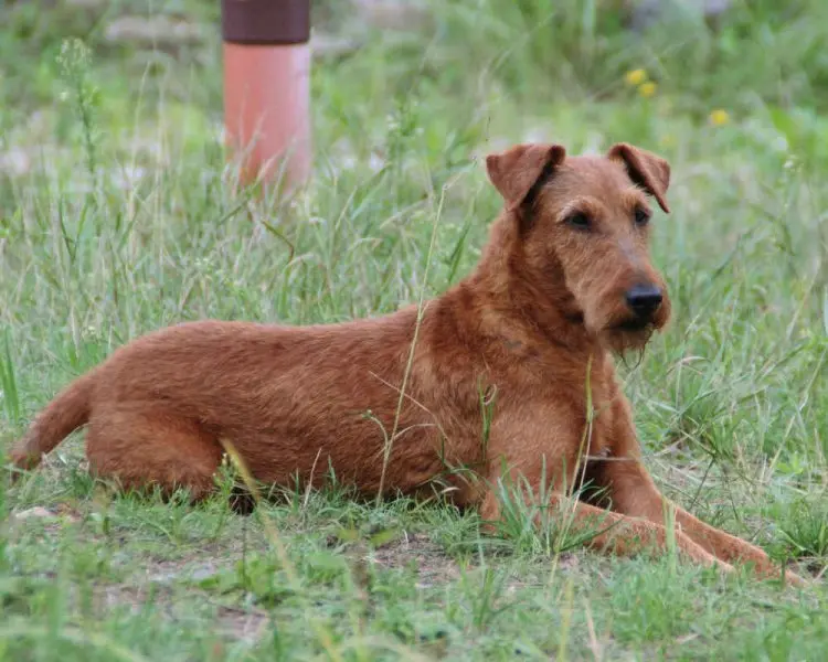 Đặc điểm của chó Irish Terrier 2